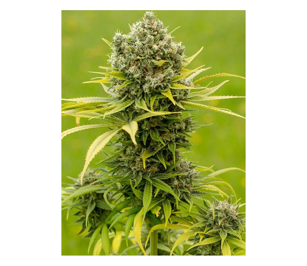 Dinamed CBD Plus - Dinafem Seeds