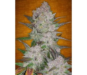 CREAM COOK AUTO