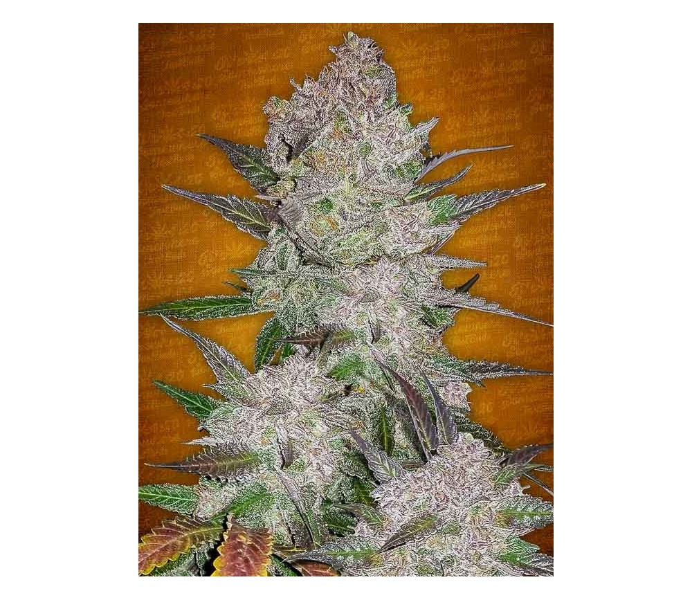 Cream Cookies Auto - Fast Buds Seeds