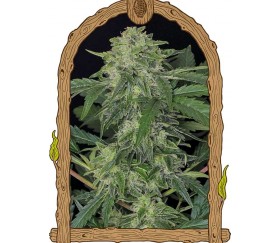 Jungle Fever Auto - Exotic Seeds