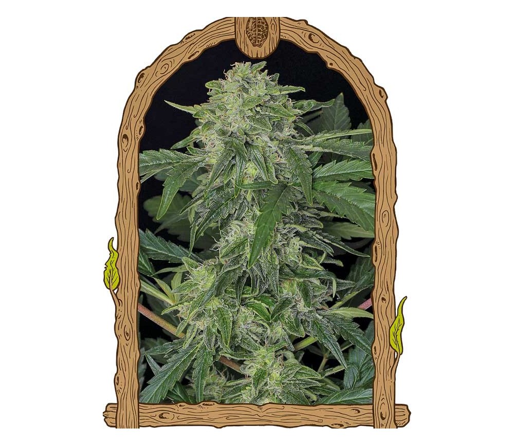 Jungle Fever Auto - Exotic Seeds