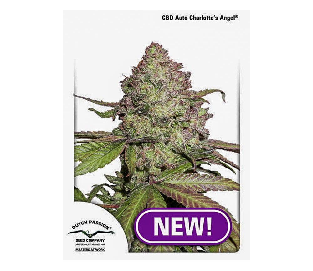 CBD Auto Charlotte's Angel - Dutch Passion