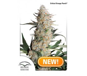 Critical Orange Punch - Dutch Passion Seeds 