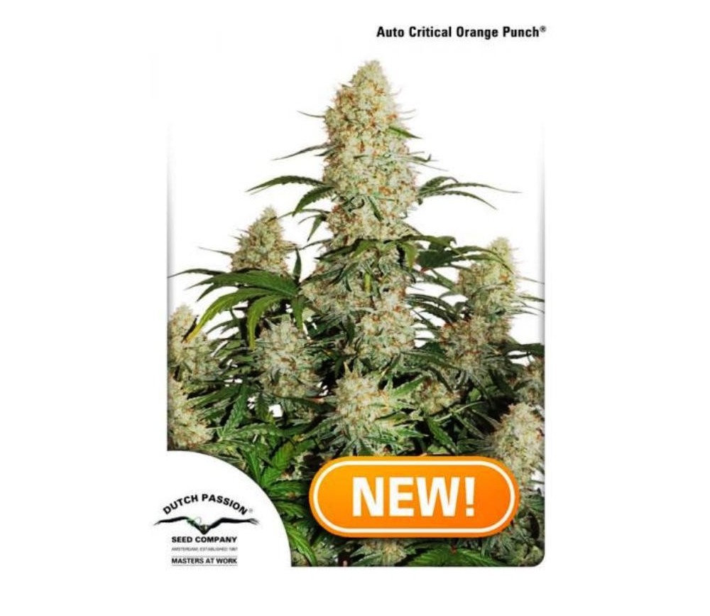 Auto Critical Orange Punch - Niederländische Passion