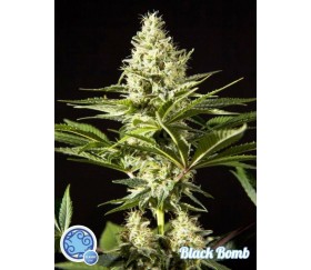 Black Bomb - Philosopher Seeds