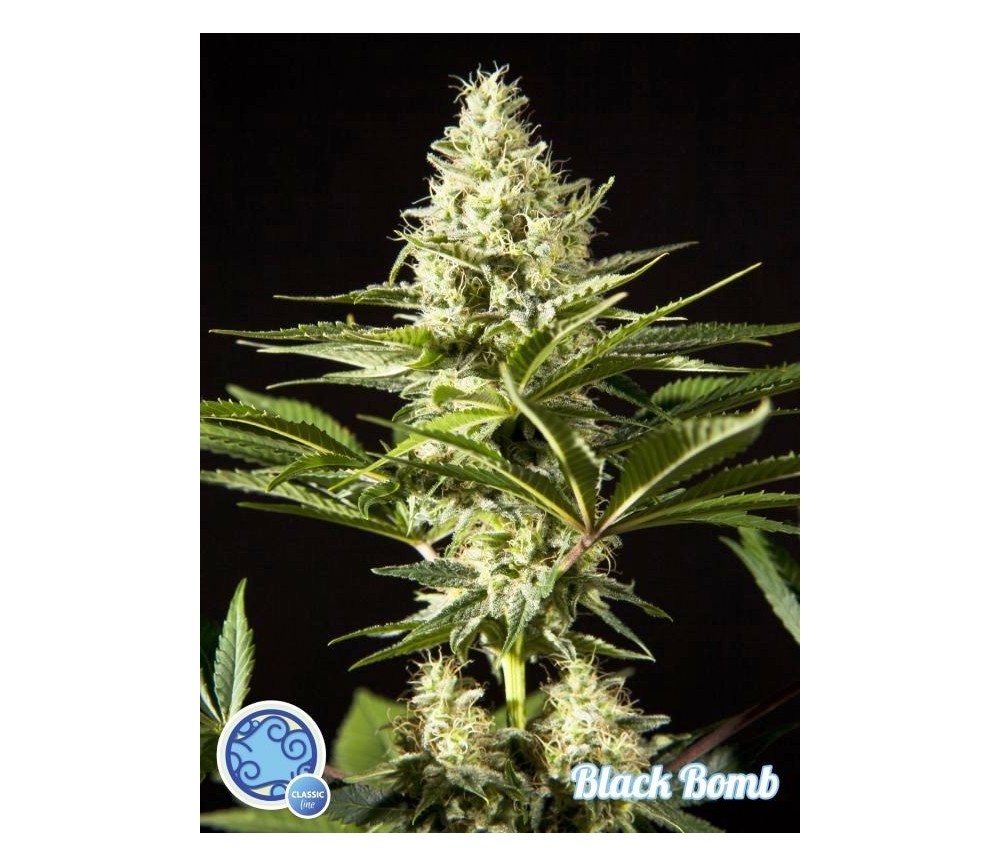 Black Bomb - Philosopher Seeds