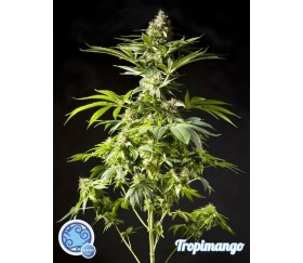 Tropimango - Philosopher Seeds