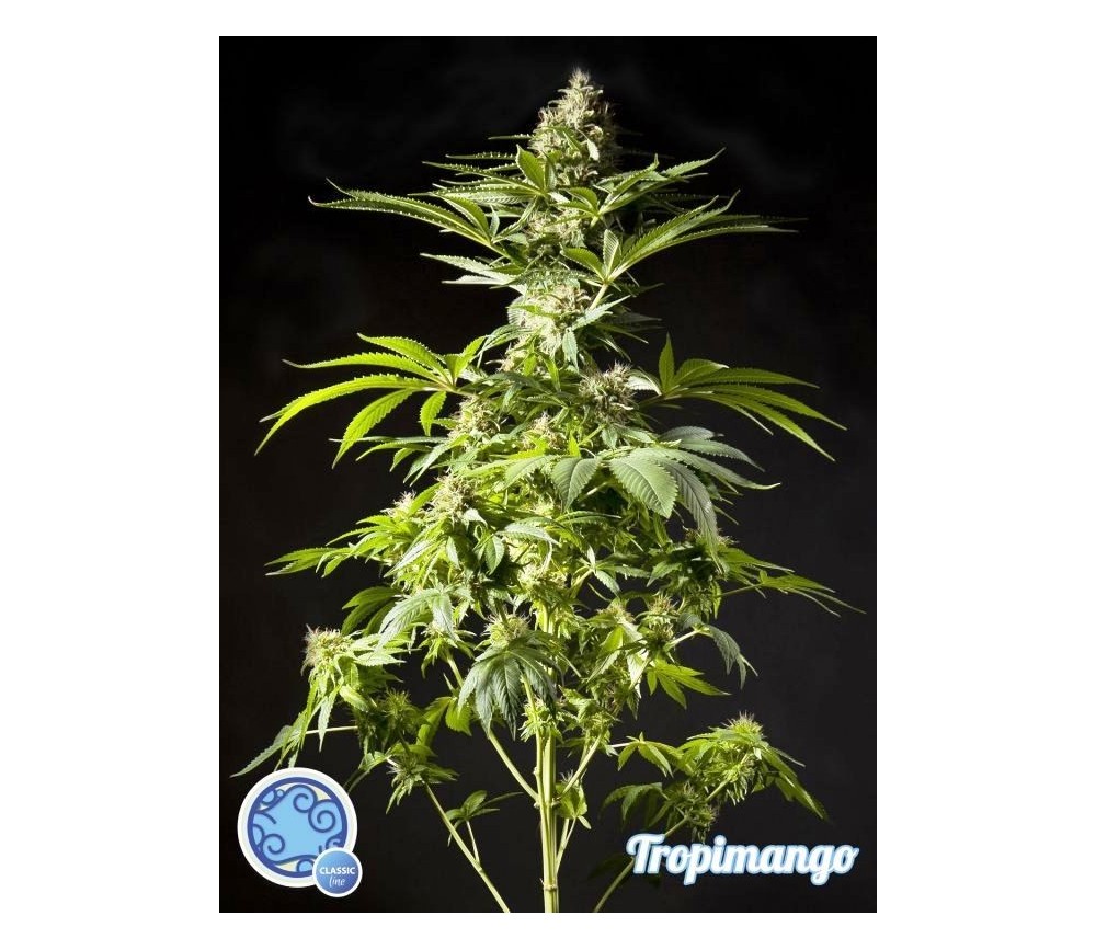 Tropimango - Philosopher Seeds