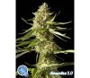 Amnesika  2.0 - Philosopher Seeds 