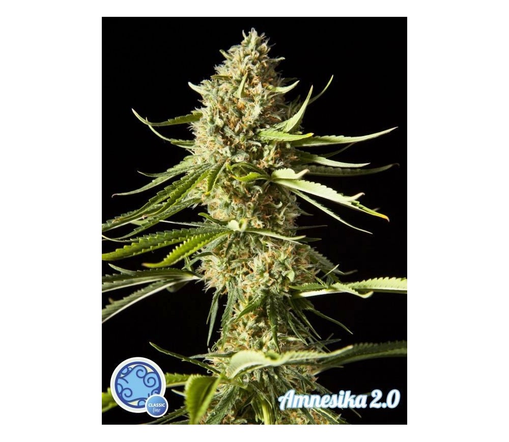 Amnesika  2.0 - Philosopher Seeds 
