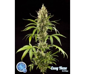 Easy Haze K13-Haze - Philosopher Seeds