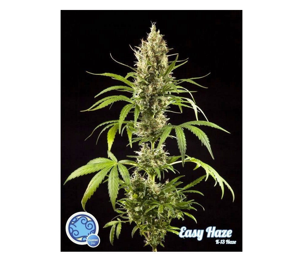 Easy Haze K13-Haze - Philosopher Seeds