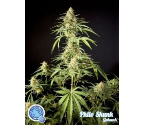 PHILO SKUNK GOKUNK