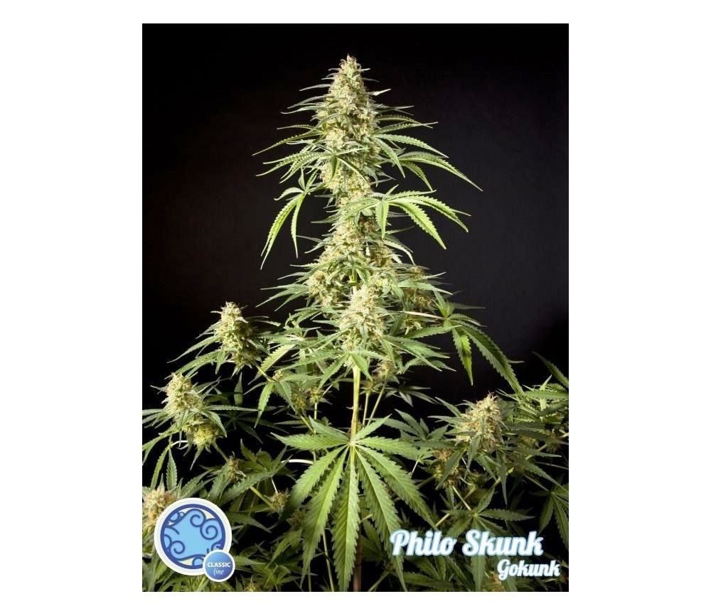 Philo Skunk Gokunk - Philosopher Seeds