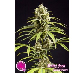 Fruity Jack Jack el Frutero - Philosopher Seeds 