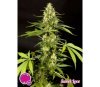 Sweet Love - Philosopher Seeds