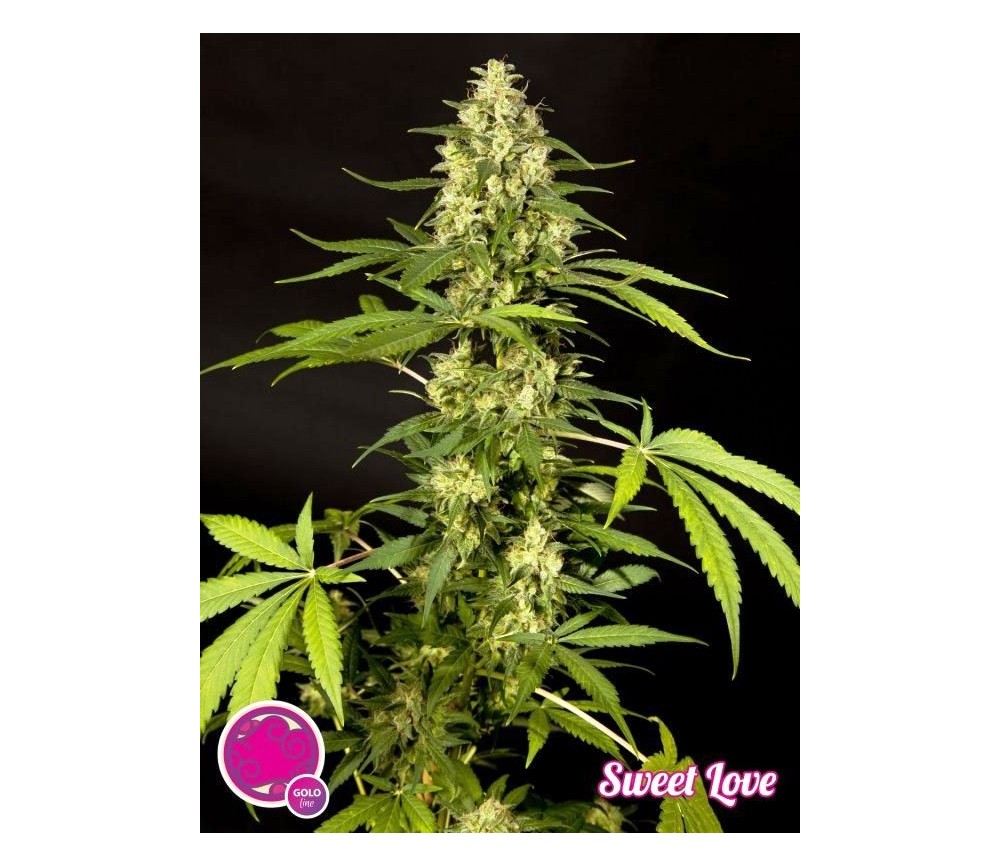 Sweet Love - Philosopher Seeds