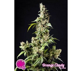 ORANGE CANDY NARANCHUP