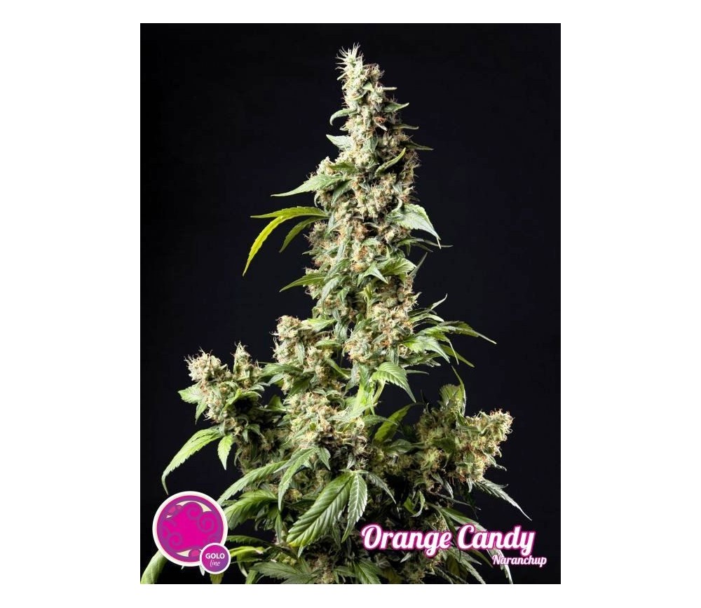 Orange Candy Naranchup - Philosopher Seeds