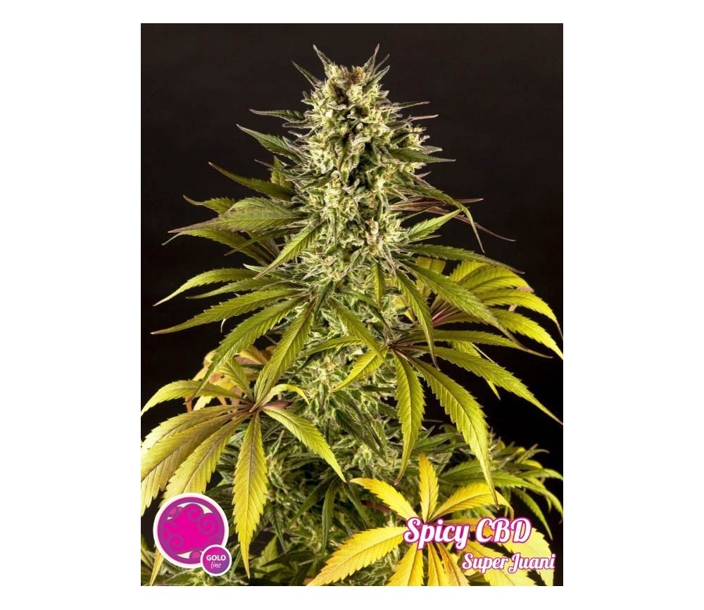 Spicy CBD Superjuani - Philosopher Seeds