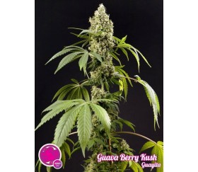 GUAVA BERRY KUSH GUAYITA