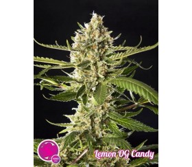 Lemon Og Candy - Philosopher Seeds 