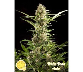 White Yoda Auto - Philosopher Seeds