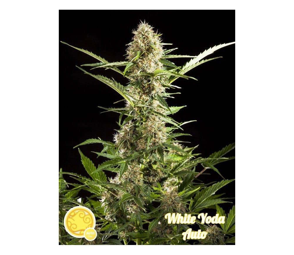 White Yoda Auto - Philosopher Seeds