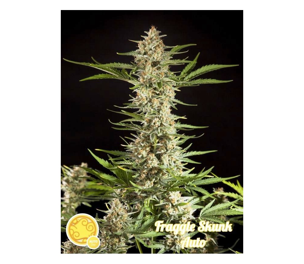 Fraggle Skunk - Philosopher Seeds