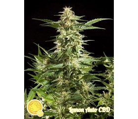 Lemon Auto CBD - Philosopher Seeds