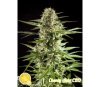 Cheesy Auto CBD - Philosopher Seeds