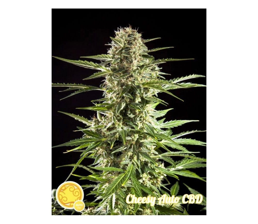 Cheesy Auto CBD - Philosopher Seeds