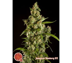 Jamaican Blueberry BX - Philosopher Seeds