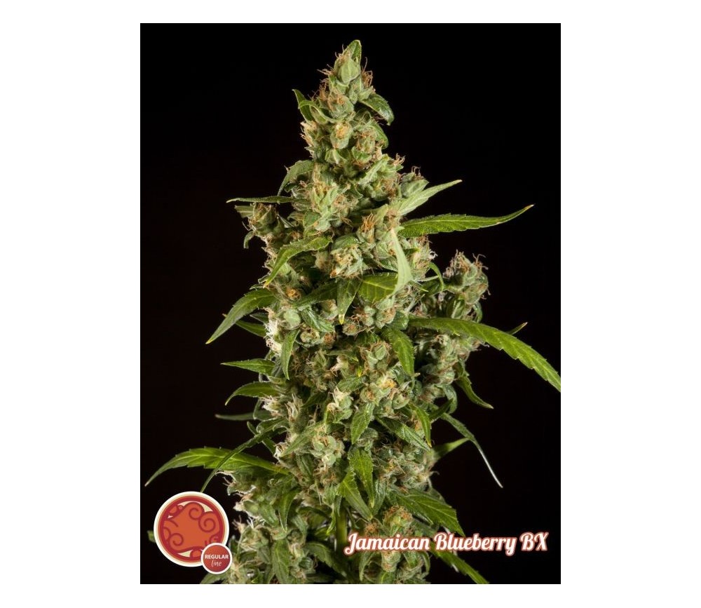 Jamaican Blueberry BX - Philosopher Seeds