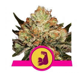 Hulkberry - Royal Queen Seeds 