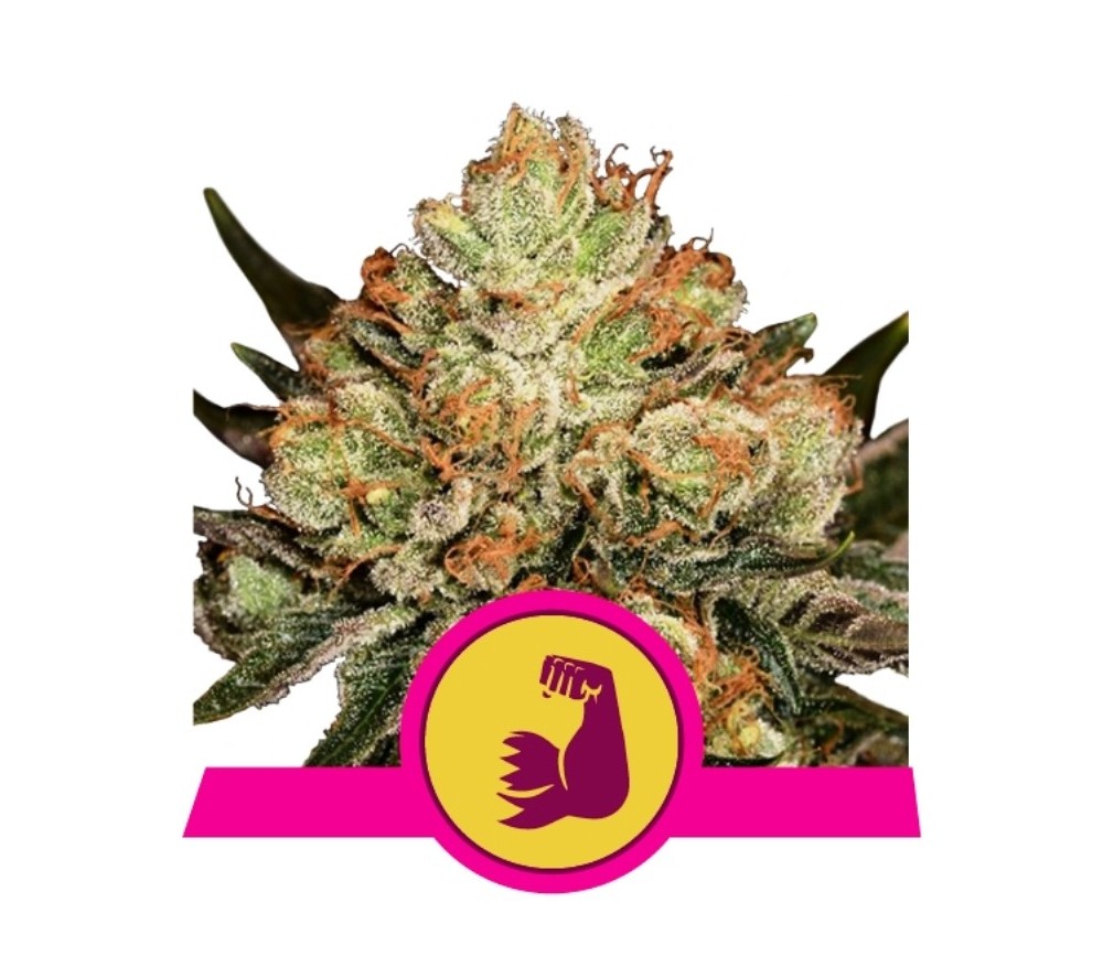 Hulkberry - Royal Queen Seeds 