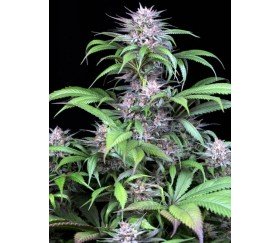 Quick Kush - Dinafem Seeds