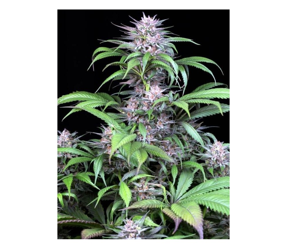 Quick Kush - Dinafem Seeds