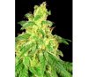 CBD René - House of Great Gardeners