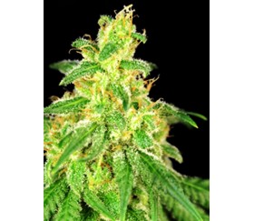 CBD René - House of Great Gardeners