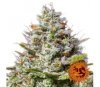 Blue Gelato 41 - Barney's Farm