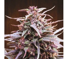 Purple Haze x Malawi - Ace Seeds