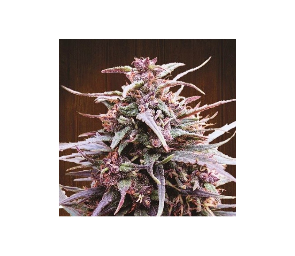 Purple Haze x Malawi - Ace Seeds