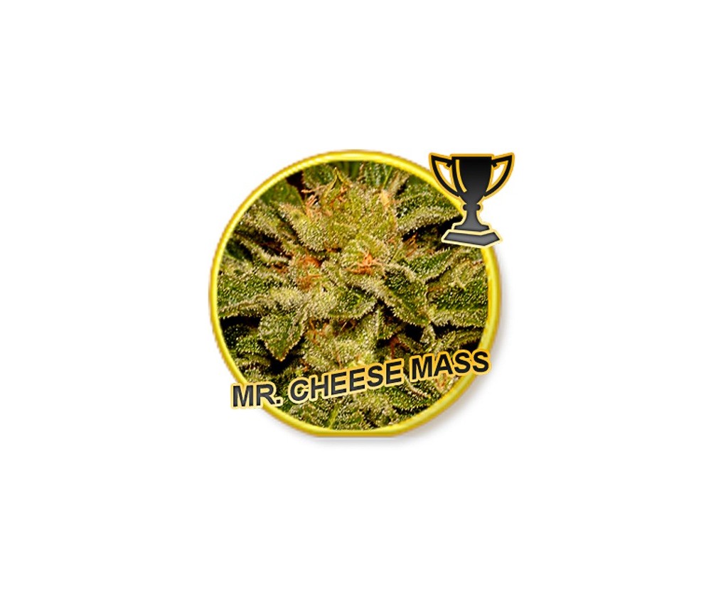 Mr Cheese Mass - Mr Hide Seeds