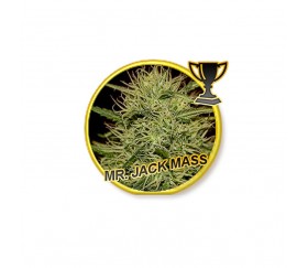 Mr. Jack Mass - Mr. Hide Seeds