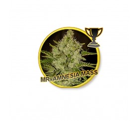 Mr. Amnesia Mass - Mr. Hide Seeds