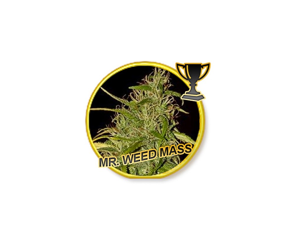 Mr. Weed Mass - Mr. Hide Seeds