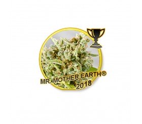 Mr. Mother Earth - Mr. Hide Seeds