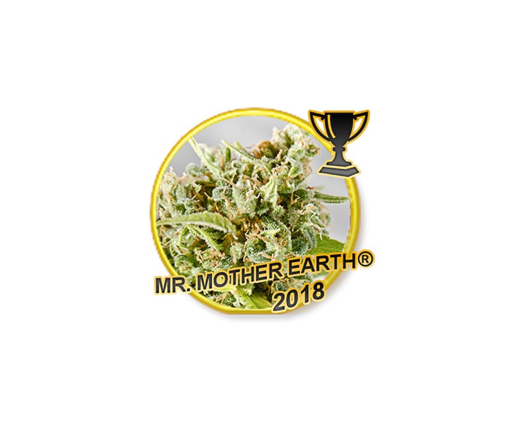 Mr. Mother Earth - Mr. Hide Seeds