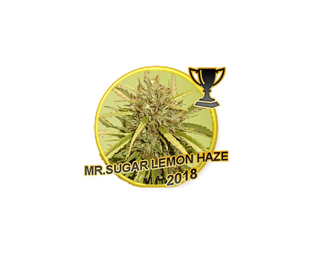 Mr. Sugar Lemon Haze - Mr. Hide Seeds